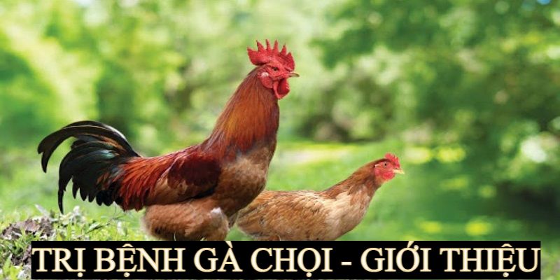 Khái niệm cơ bản về trị bệnh gà chọi